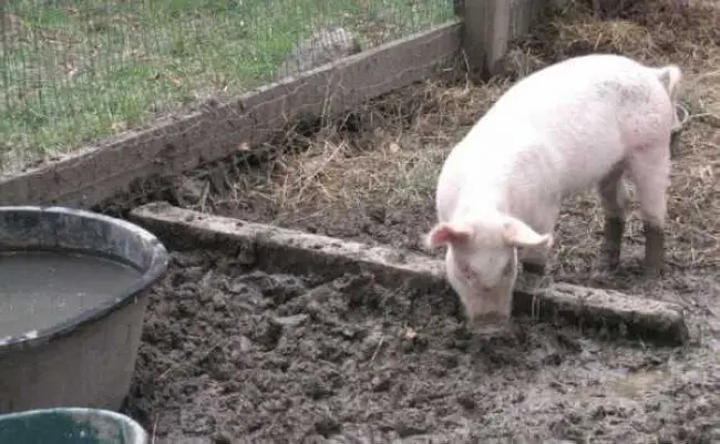 Плюсы и минусы применения свиного навоза на огороде